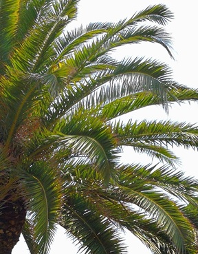 Palmsonntag: Gottesdienst für Zuhause, to go, „on Leine“